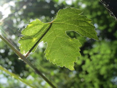 Vitis vinifera sylvestris