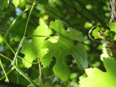 Vitis vinifera sylvestris