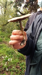 Lepiota lilacea
