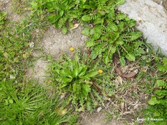 Taraxacum obovatum