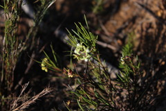 Eustegia minuta