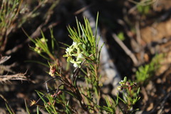 Eustegia minuta