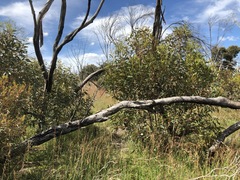 Eucalyptus incrassata