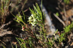 Eustegia minuta