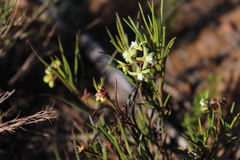 Eustegia minuta