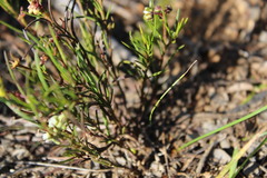 Eustegia minuta