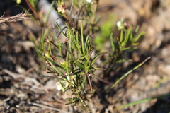 Eustegia minuta