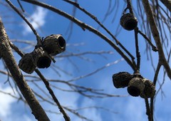 Eucalyptus incrassata