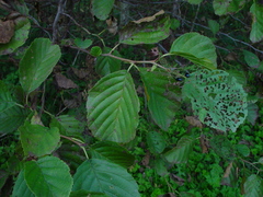 Alnus × pubescens