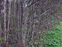 Alnus × pubescens
