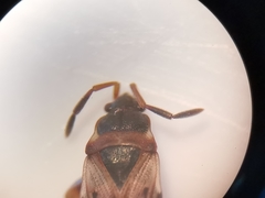 Scolopostethus affinis