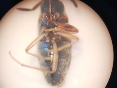 Scolopostethus affinis