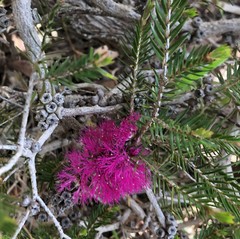 Melaleuca wilsonii
