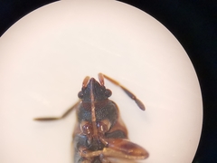 Scolopostethus affinis