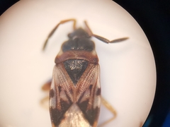 Scolopostethus affinis