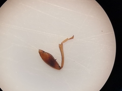 Scolopostethus affinis