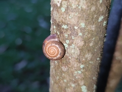 Ariophantidae