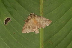 Drugera mimica