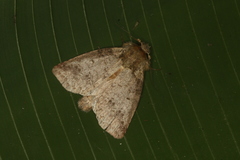 Drugera mimica