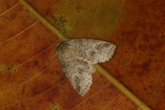 Drugera mimica