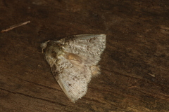 Drugera mimica