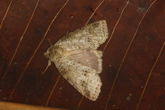 Drugera mimica