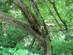 Vitis vinifera sylvestris