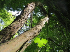 Vitis vinifera sylvestris