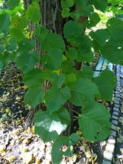 Tilia moltkei