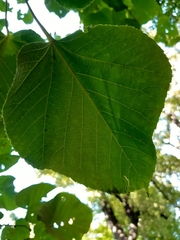 Tilia moltkei