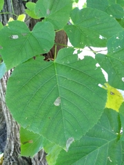 Tilia moltkei