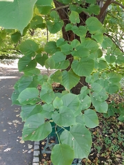 Tilia moltkei