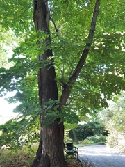 Tilia moltkei