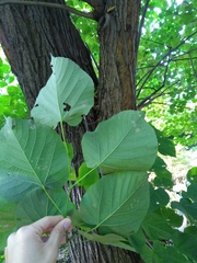 Tilia moltkei