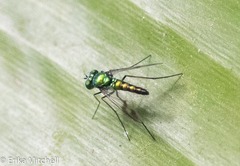 Condylostylus quadricolor