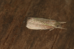 Heorta pulchra