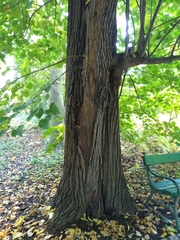 Tilia moltkei