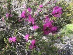 Melaleuca wilsonii