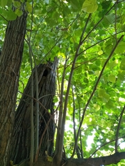 Tilia moltkei