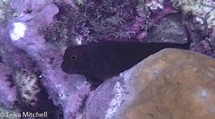 Ophioblennius macclurei