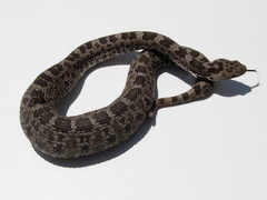 Crotalus aquilus