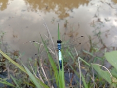 Brachydiplax farinosa