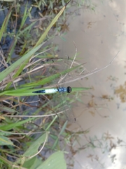 Brachydiplax farinosa