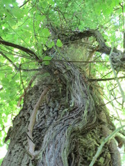 Vitis vinifera sylvestris