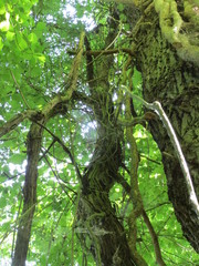 Vitis vinifera sylvestris