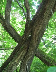 Vitis vinifera sylvestris