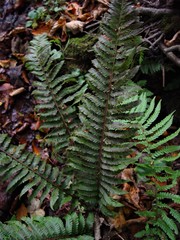 Polystichum × lesliei
