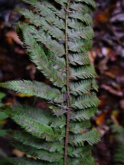 Polystichum × lesliei