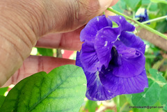 Clitoria ternatea