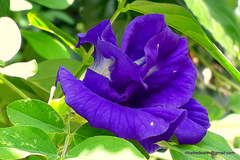 Clitoria ternatea